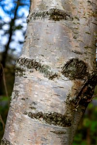Nature Tree Trunk