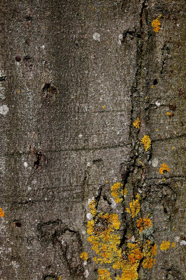 Nature Tree Trunk