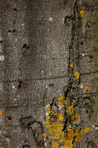 Nature Tree Trunk