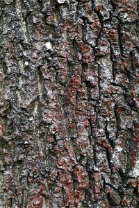 Nature Tree Trunk