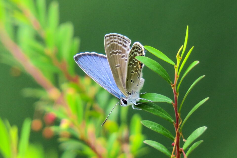 Outdoor summer curved lines purple gray butterfly