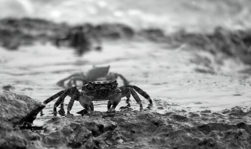 Meeresbewohner crustaceans crab photo