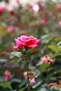 Nature plants beautiful