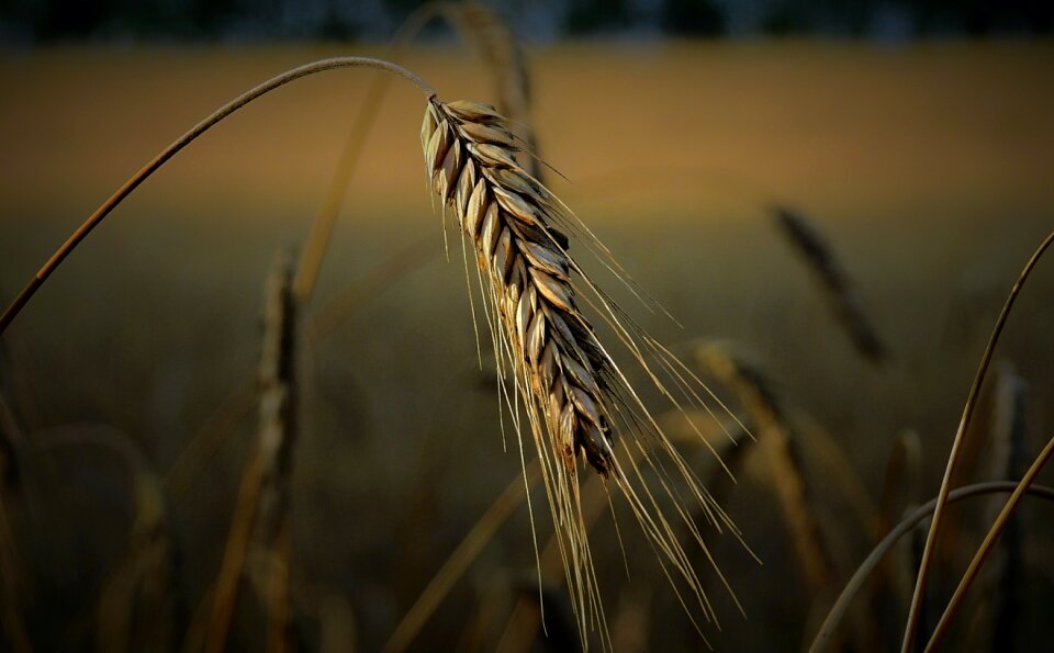 Field harvest evening