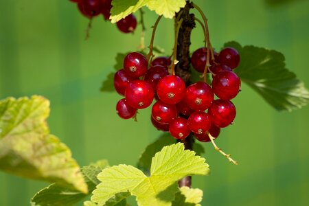 Red currant garden in the garden