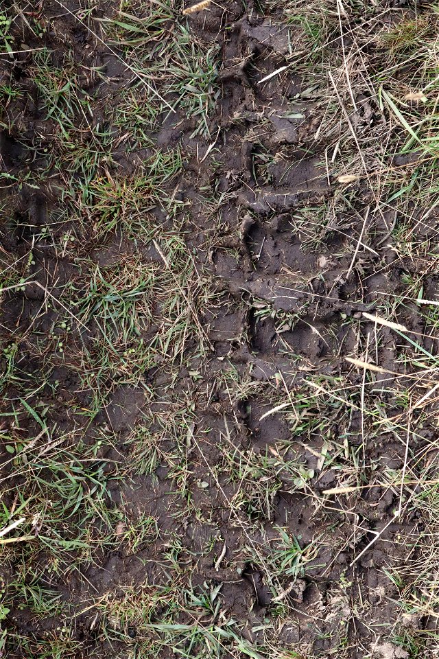 Tyre Tracks
