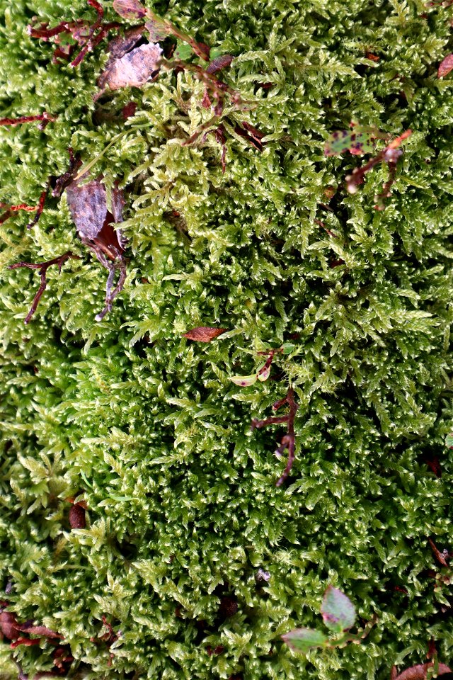 Nature Moss