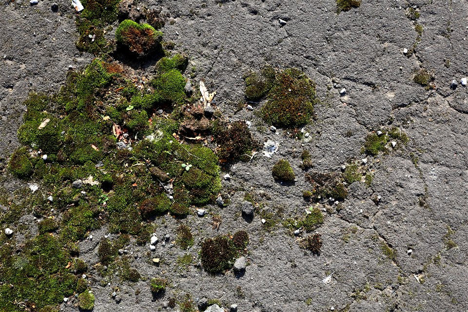 Nature Moss