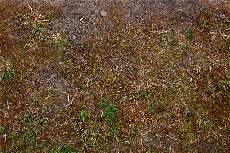 Nature Moss