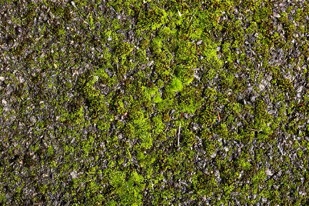 Nature Moss