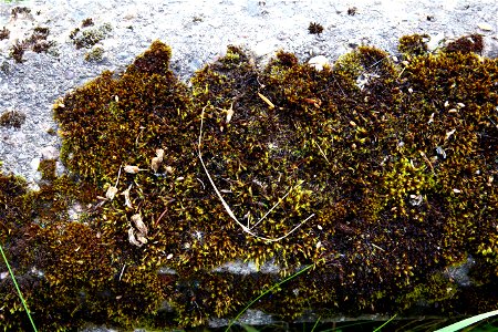 Nature Moss