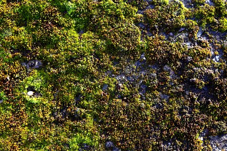 Nature Moss