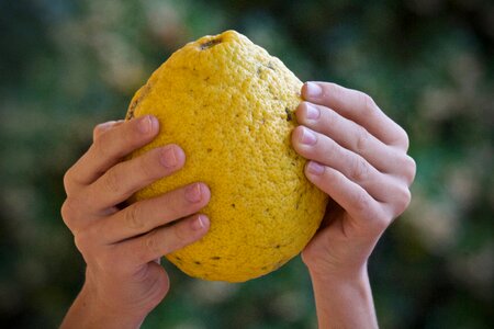 Sano cool fruit