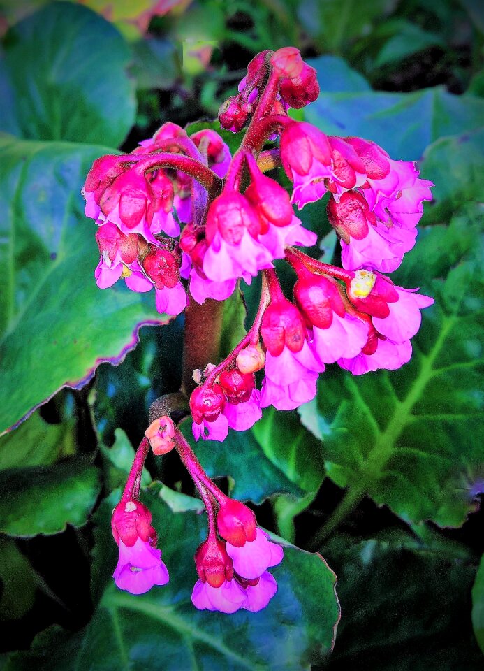 In bell shape large leaves spring
