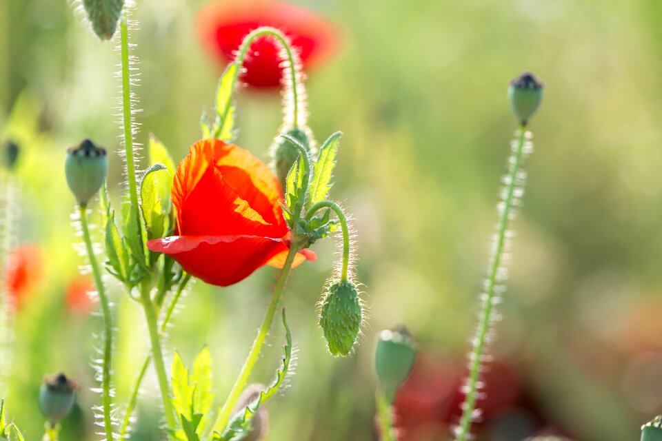 Flowers nature plants