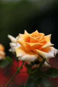 Beautiful nature yellow