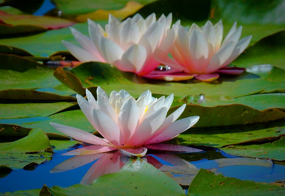 Pond plant blooming