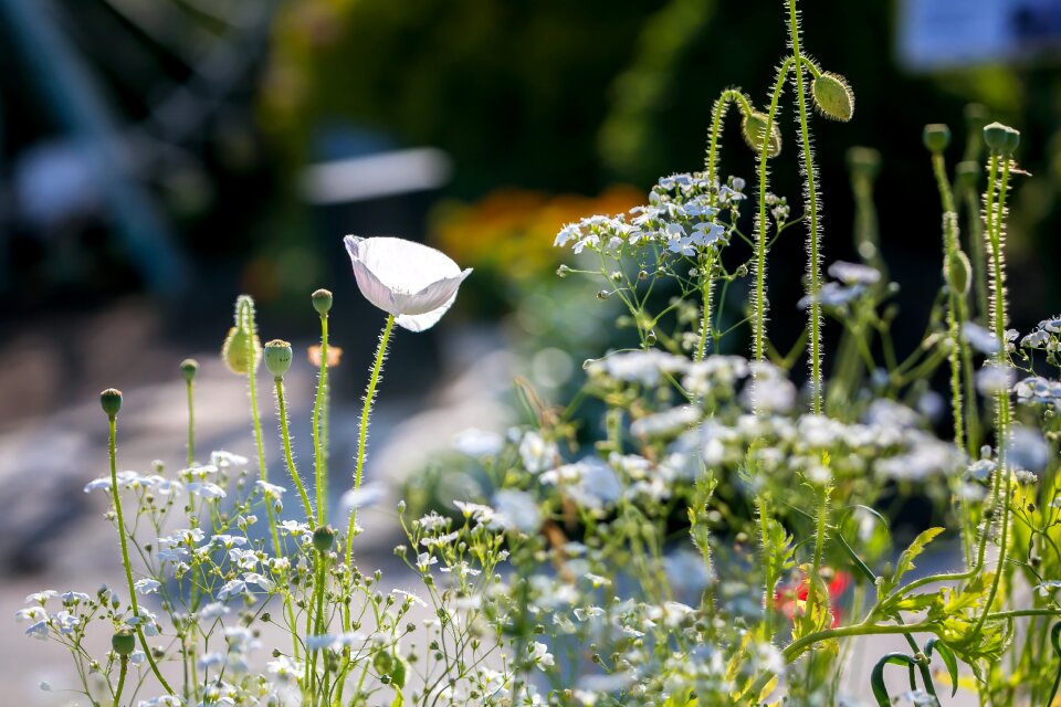 Nature plants white