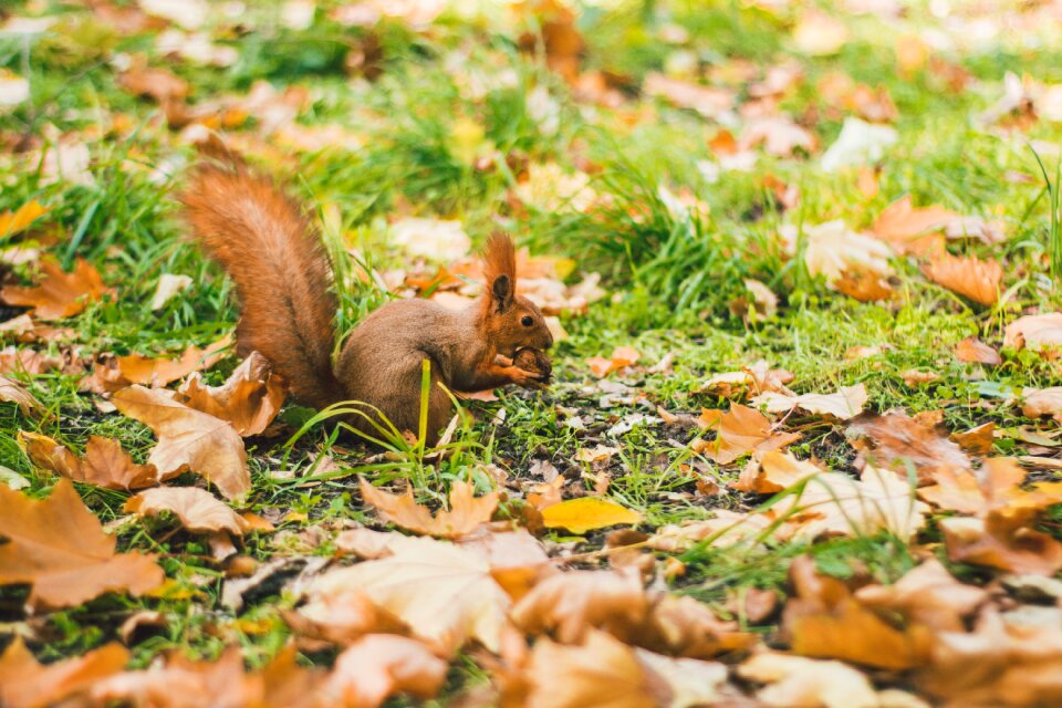 Autumn squirrel animals