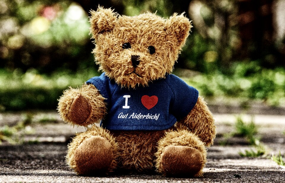 Animals bear funny