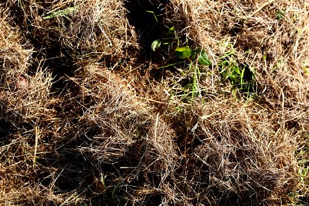 Nature Grass Dry