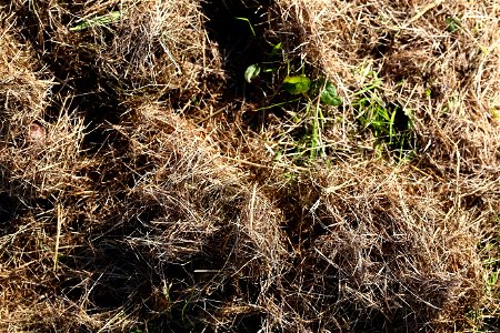 Nature Grass Dry photo