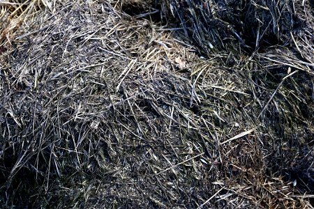 Nature Grass Dry photo