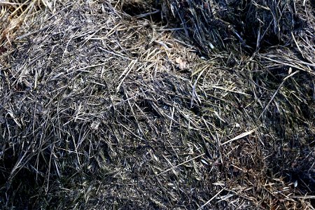 Nature Grass Dry