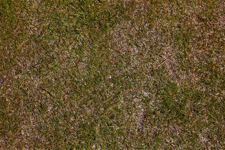 Nature Grass Dry photo