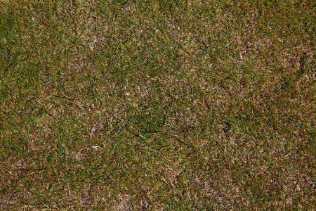 Nature Grass Dry