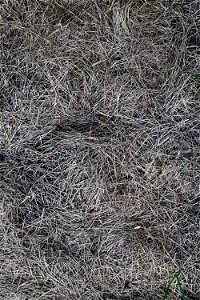 Nature Grass Dry photo