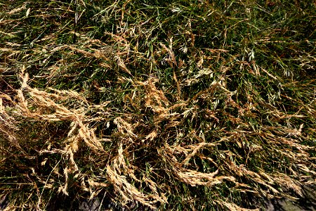 Nature Grass Dry photo