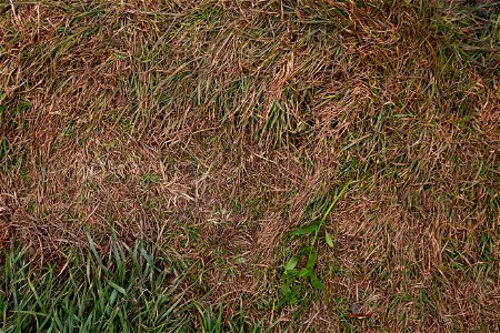 Nature Grass Dry photo