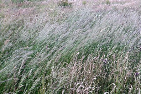 Nature Grass Dry