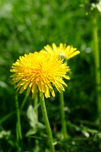 Yellow taraxacum officinale composites