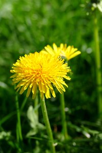 Yellow taraxacum officinale composites photo