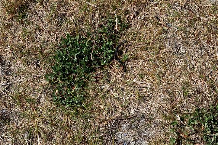 Nature Grass Dry photo