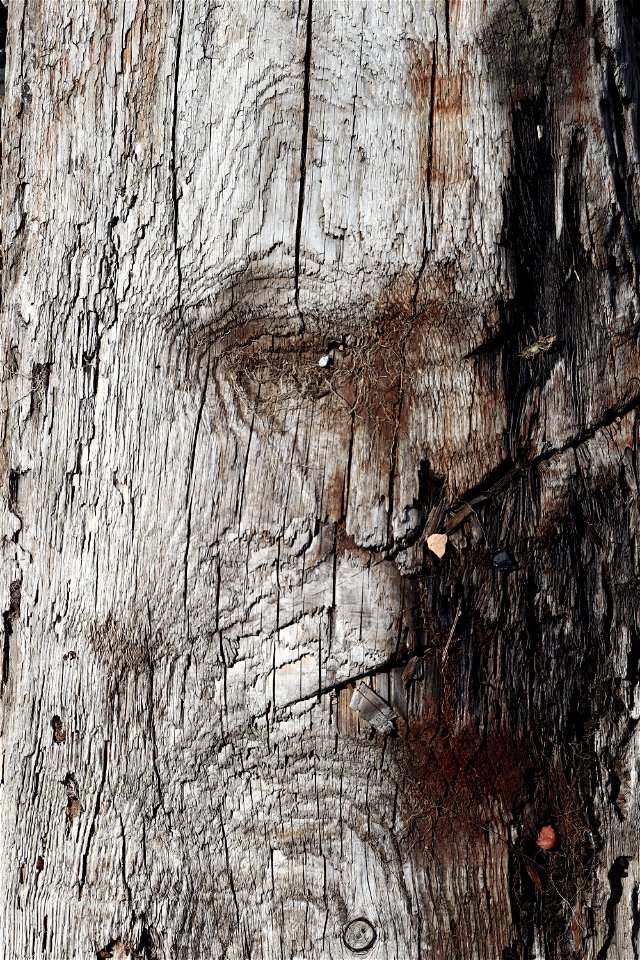 Wood Burned