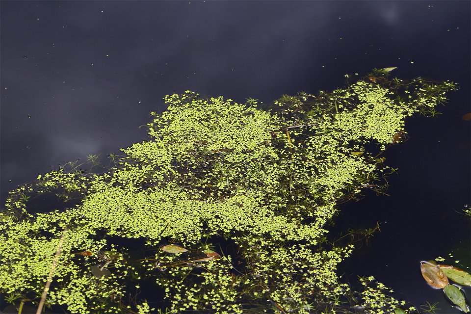 Water Waterfoliage photo