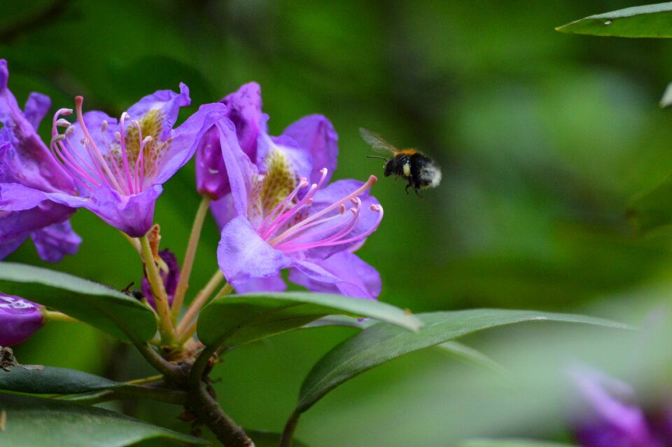 Spring plant flowers