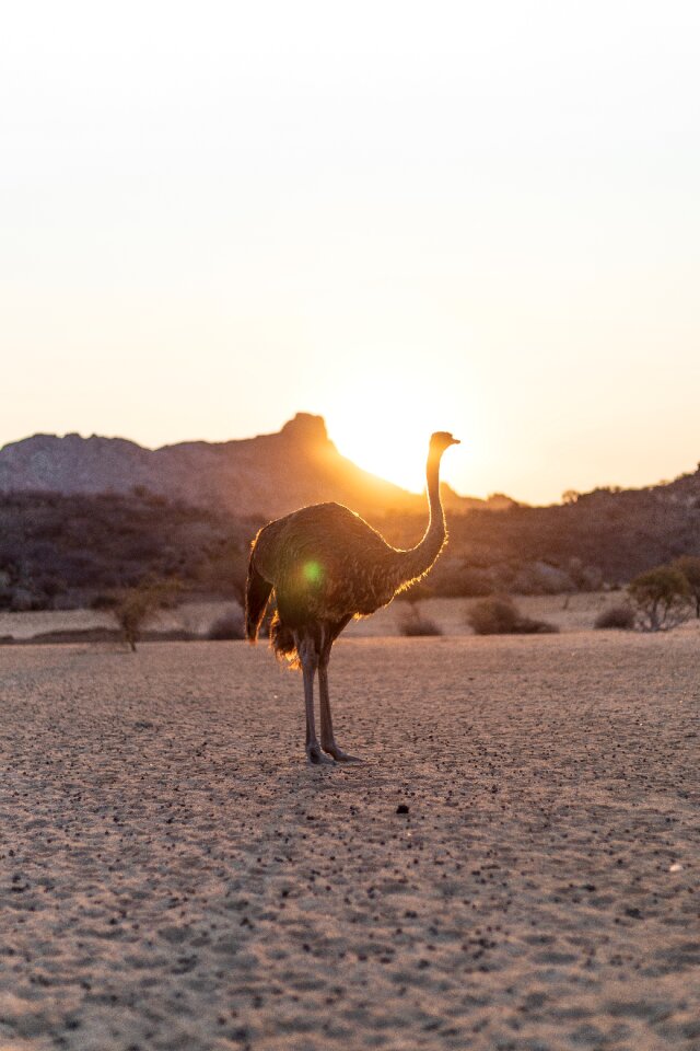 Ostrich bouquet bird