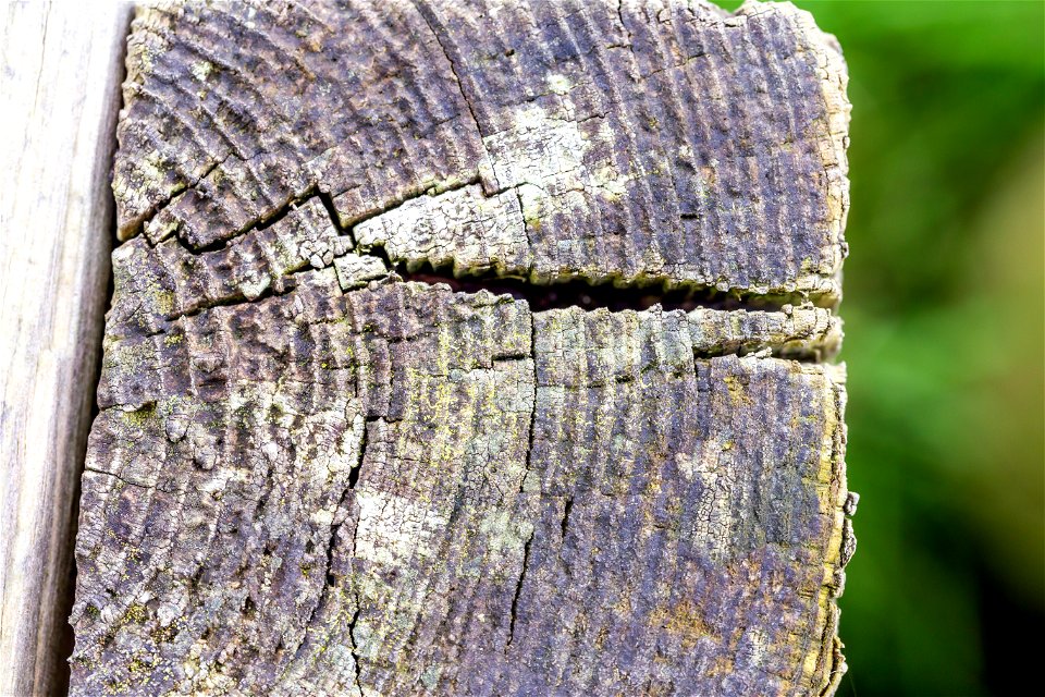 Nature Tree Rings