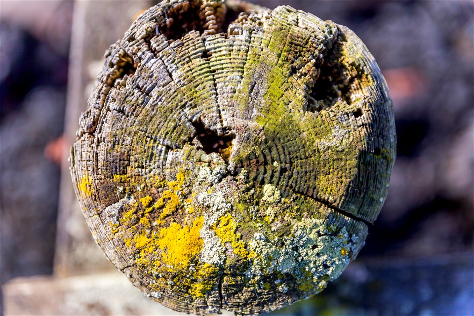 Nature Tree Rings photo