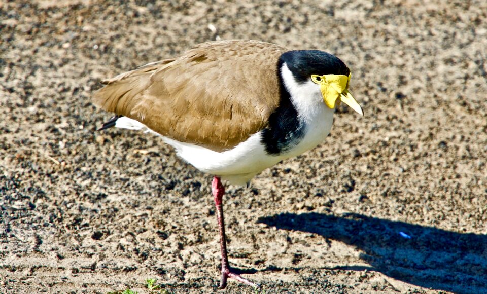 Wildlife nature beak
