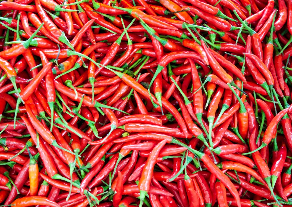 Food red chilli photo