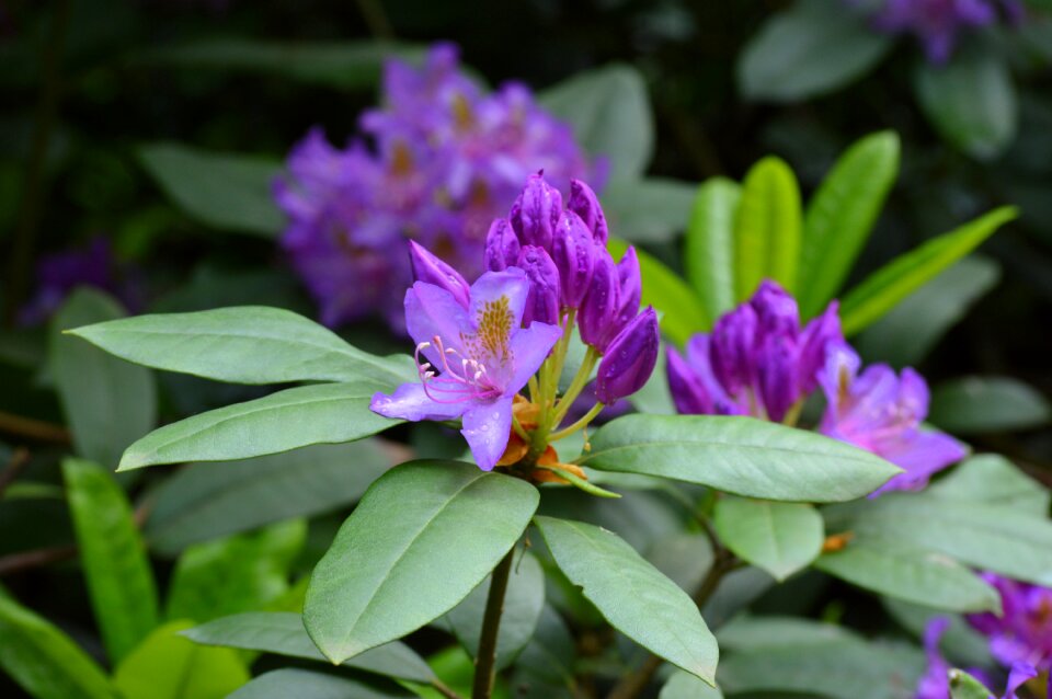 Spring plant flowers
