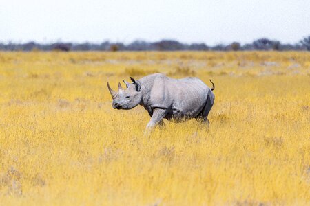 Safari pachyderm rhinoceros photo