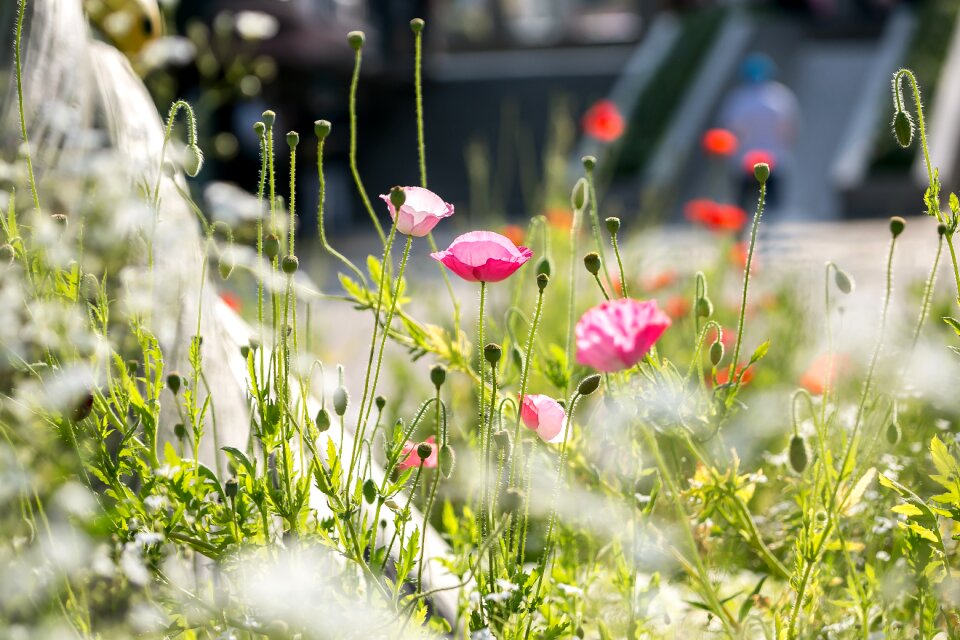 Poppy nature plants