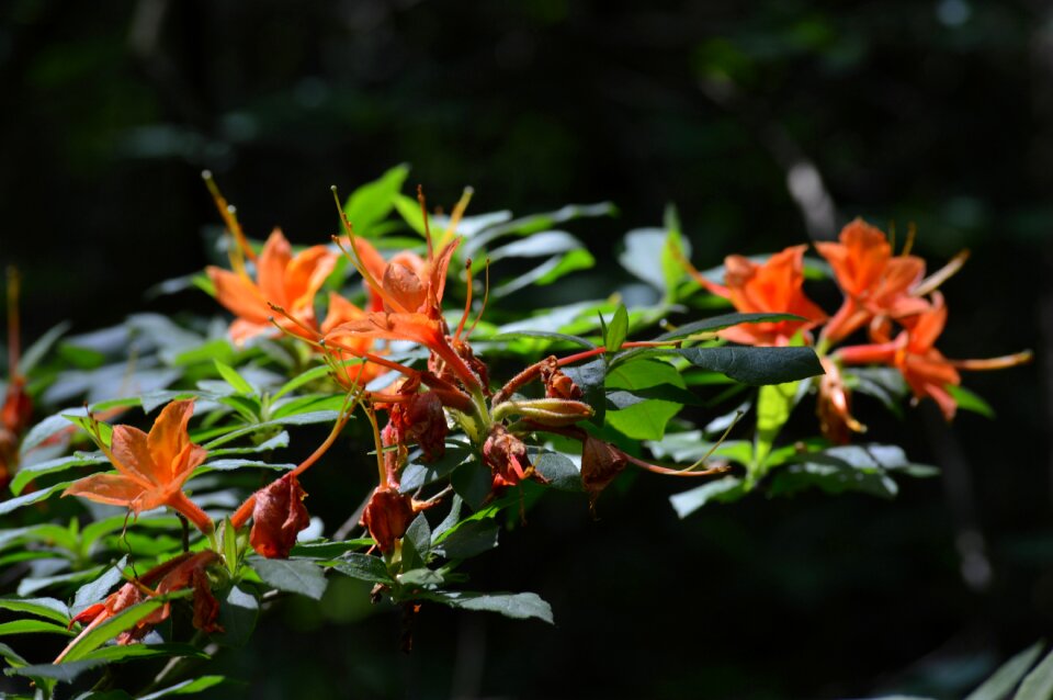 Spring plant flowers
