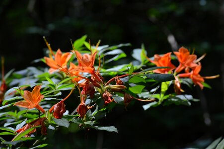 Spring plant flowers